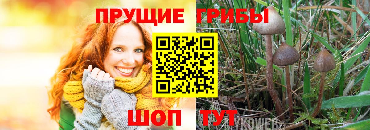 Псилоцибиновые грибы Psilocybe  Вход с VPN  Псилоцибиновые грибы Cubensis  Наро-Фоминск 